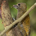 Tom Xenos Photo 9