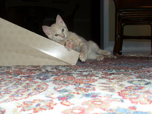 Lucy Carpenter Photo 38