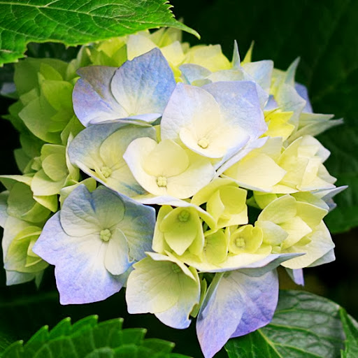 Lea Pedersen Photo 2