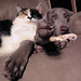 Alice Gray Photo 22