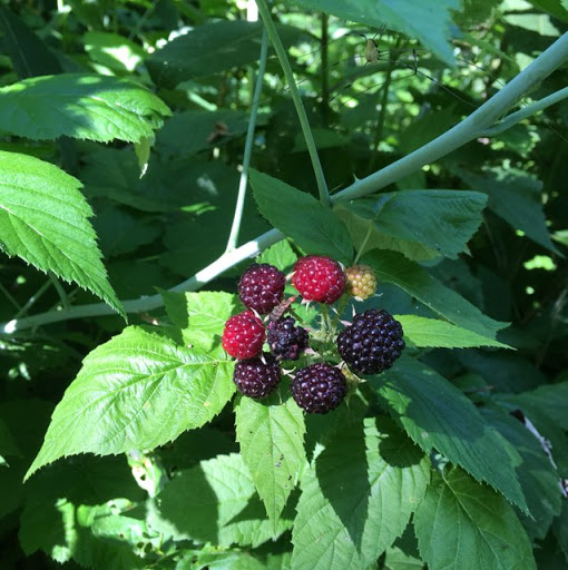 Debbie Chamberlain Photo 9