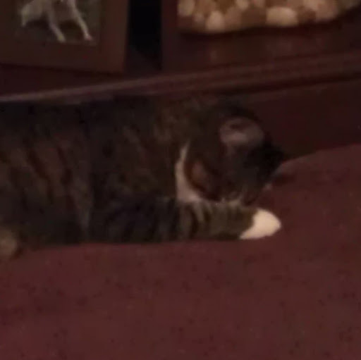 Andrea Adkins Photo 23