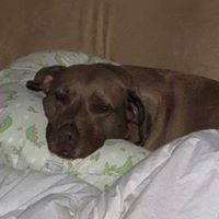 Robert Falconer Photo 7