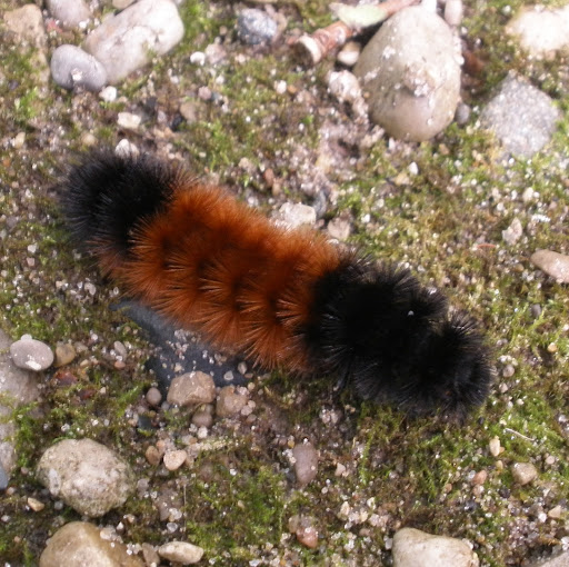 Jill Berger Photo 16