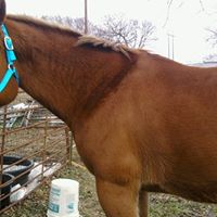 Randy Nichols Photo 31