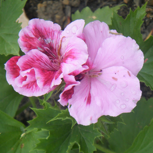 Marlene Howell Photo 7