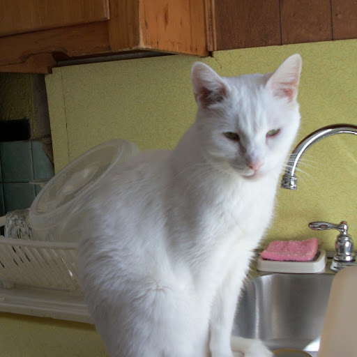 Theresa Temple Photo 10