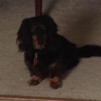 Tracie Johnston Photo 6