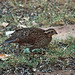 Bob Whiting Photo 6
