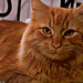 Thomas O'Malley Photo 23