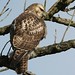 David Hawk Photo 24