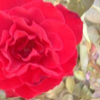 Carolyn Combes Photo 4