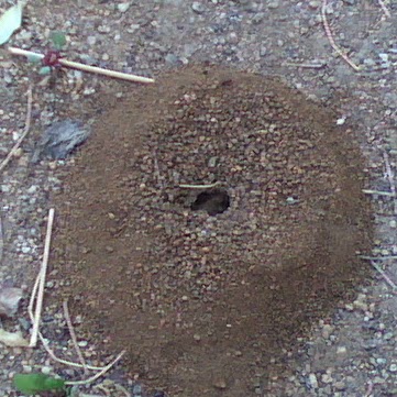 Suzanne Foster Photo 32