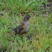 Robin Heinz Photo 9