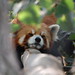 Tan Chang Photo 13