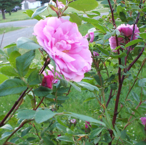 Sharon Doucet Photo 3