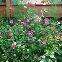 Roberta Erickson Photo 10