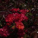 Margaret Stearns Photo 26