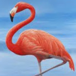 Traci Howard Photo 22