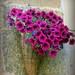 Rosa Muro Photo 4