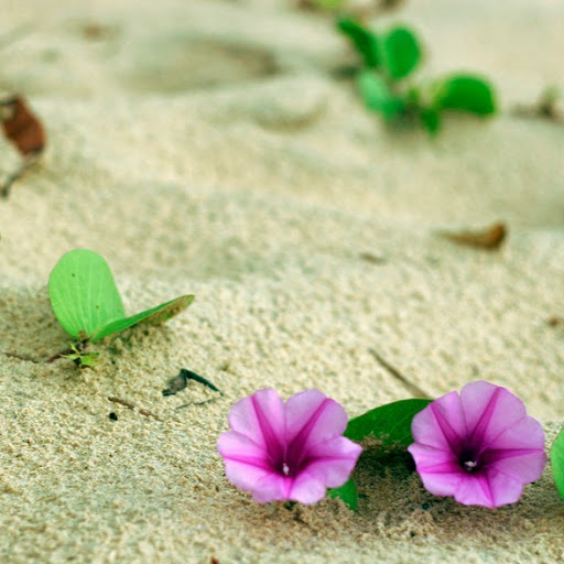 Minh Truong Photo 18 Minh Truong Photo 18