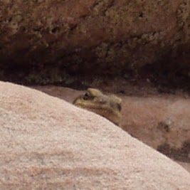 Dianne Williams Photo 20