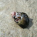 Ann Shell Photo 22