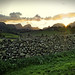 Marcus Hedges Photo 7