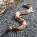 Jesse Parks Photo 26