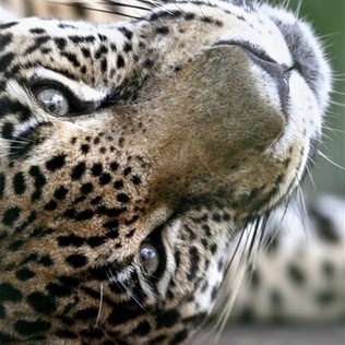 Carol Fitzgerald Photo 34