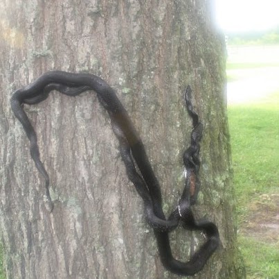 Brian Simpkins Photo 7