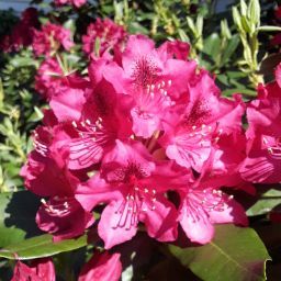 Elizabeth Gagnon Photo 22
