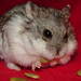 Sandy Wills Photo 28