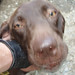 Renee Just Photo 11