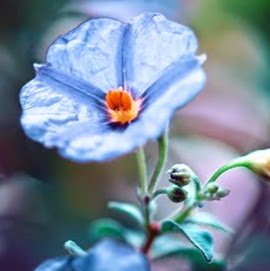 Ann Barry Photo 22