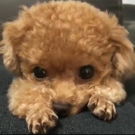 Steve Michael Photo 27 Steve Michael Photo 27