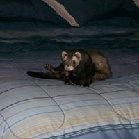 Richard Mcclain Photo 37