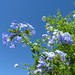 Liane Bloom Photo 4
