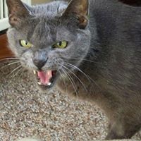 Joshua Foreman Photo 14