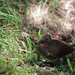 Glen Bird Photo 22