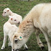 Carolyn Lamb Photo 15