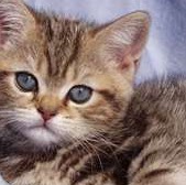 Sharon Hatfield Photo 16