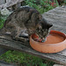 Gail Peck Photo 12