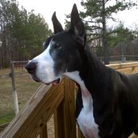 Bonnie Reese Photo 33