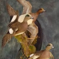 Stephen Mcinnis Photo 20