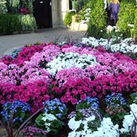 Darlene Davidson Photo 9