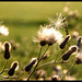 Suzanne Thistle Photo 11