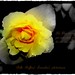 Don Est Photo 6