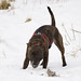 Amber Snow Photo 9