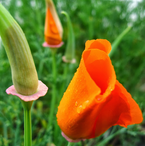 Allison Fish Photo 3